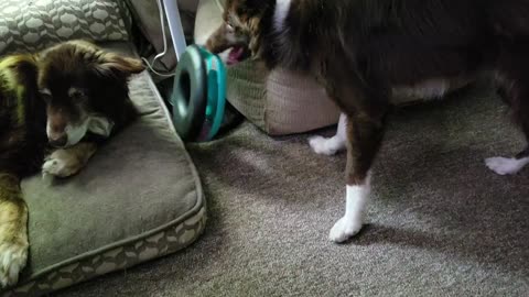 Border Collie Plays with Cat Toy