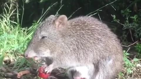 Long-nosed potoroo mom with baby in pouch eating strawberries