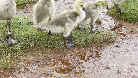Geese chicks shine on lake