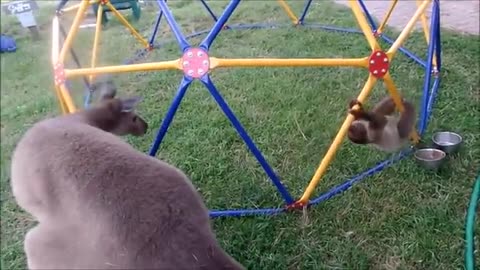 baby sloths Being sloths Funniest compilation