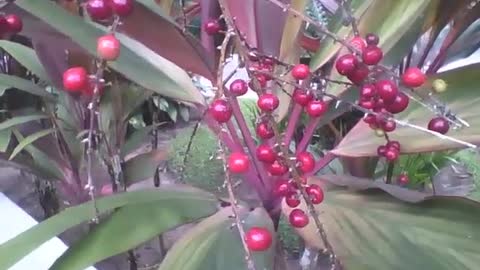 Cordyline fruticosa plant with red berries in the park, it's beautiful! [Nature & Animals]