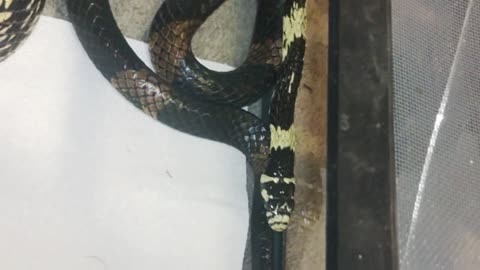 Snake Lay Box - South American Tiger Rat Snake