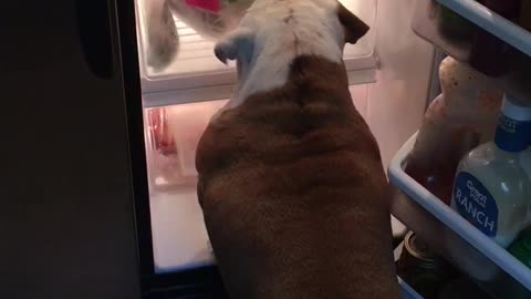 Bulldog opens fridge, seeks out bacon