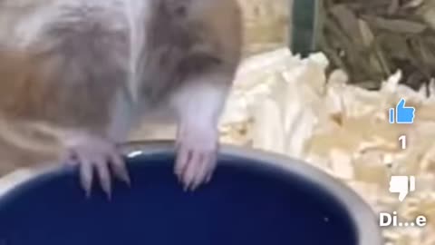 A mouse drinks water from tap