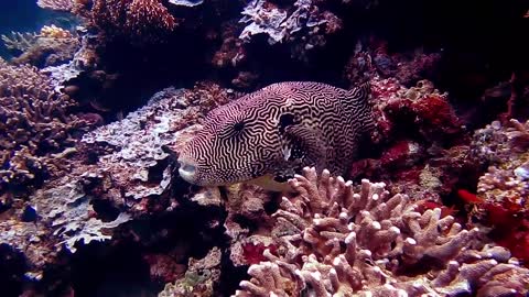 Pufferfish video