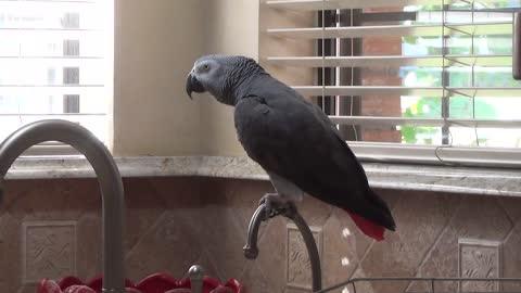 Talking parrot chants for his favorite food