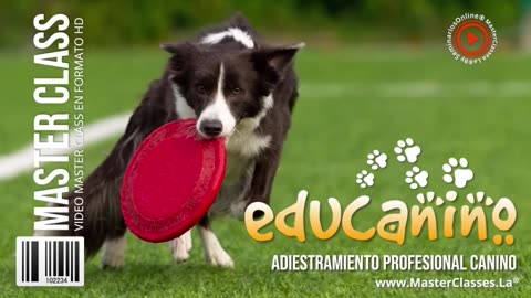 Educanino - Curso COMPLETO de adiestramiento.