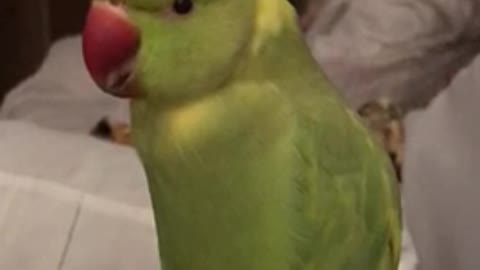 Talking parrot says /choo-choo train/ with the cutest voice ever