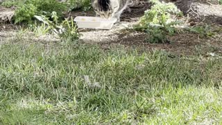 A beautiful cat eats under a tree