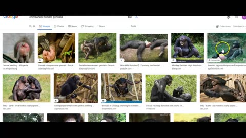 AFRICA'S MYSTERY APES (PART 3)