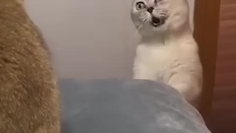 Cat funny video on rumbal🤣😅