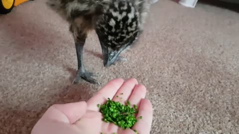 Kevin the emu LOVES brocolli