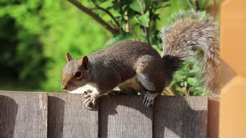 squirrel- animal-rodent-fur-cute