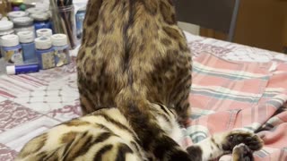 Jealous bengal cat!!