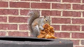 Squirrel Caught Eating Fried Chicken in a Fast Food Drive-Thru