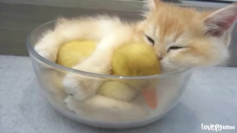 The daily lives of ducklings and kittens