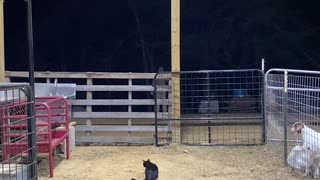 Dramatic Baby Goat Screams for Dad
