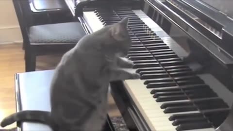 NORA THE PIANO CAT 🐈