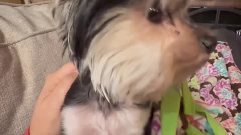 Adorable Yorkie Can't stop Shaking!