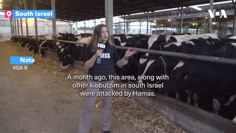 Livestock Impacted by Israel-Hamas War in Kibbutz Nir Itzhak | VOA News