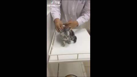 Funny cat 😺 videos 😅😅😅😅😅📸