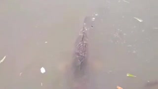 Feeding large carp in a pond.