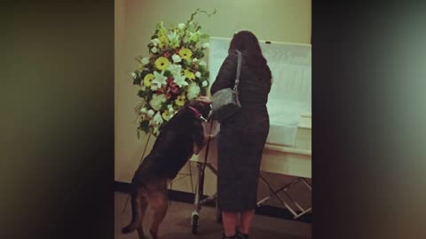 Photos Capture Moment Dog Approaches Casket Of Deceased Owner