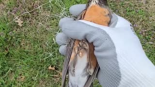 Rescuing a Bird Tangled in Plastic