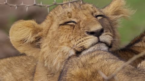 Close up of sleepy lion cub Amazing!!!!!!