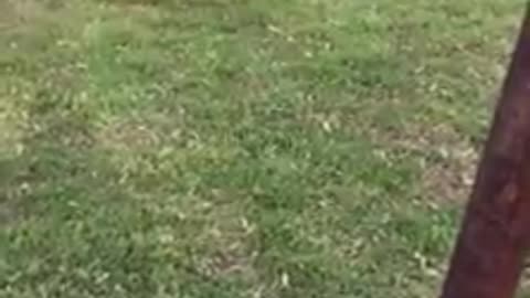 Cat chases Dog