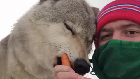 🐺Wolves adore carrots 🥕