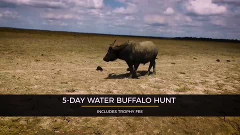 Greg Pennicott Safaris 5-Day Water Buffalo Hunt