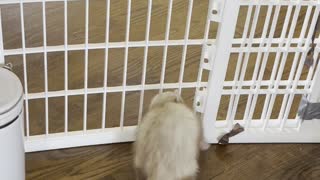 Fuzzy Ferret Flows Through Fence