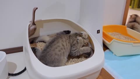 The kitten who still wants to be pampered by its mother was too cute