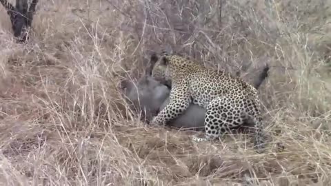 Hyena Saves Wild Pig from Leopard's Fatal Attack ,