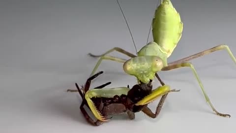 Mantis vs. Spider time-lapsed. (Stagmomantis limbata) #mantis #prayingmantis