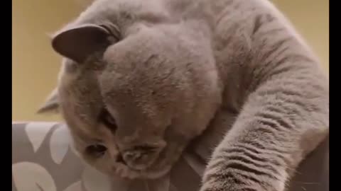 "Chubby Cute Cat: Adorable Chubby Cat's Cuteness!"