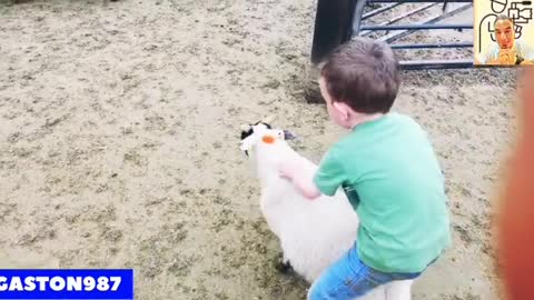 Watch how this child rides on the back of a sheep without fear🤣🤣😂😂