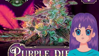 Purple Diesel – Greenpoint Seeds