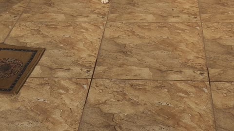 Cute beagle At Terrace Part 4