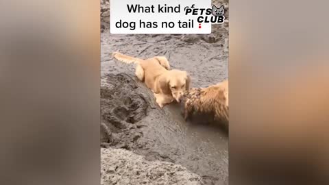 very funny pets