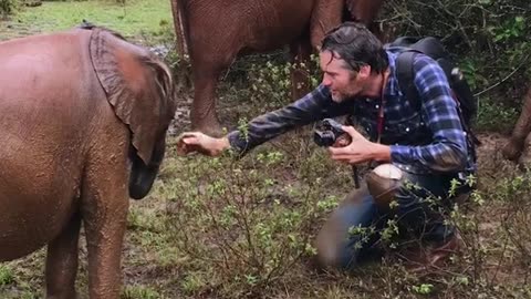 charlie Hamilton james visited the sheldrick wildlife trust in kenya