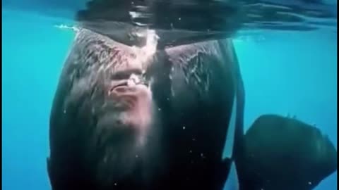 Have you ever seen a whale in the ocean?