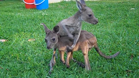 Rescued Kangaroo Joeys Ready For A Better Life