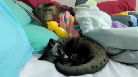Monkey couple share bed with new furry friend