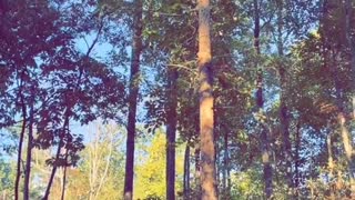 Black Bear Climbs Tennessee Tree