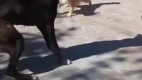 A violent fight between three cats and one dog