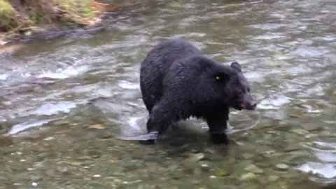 Black Bear Bear Chasing Salmon Feeding Fish River