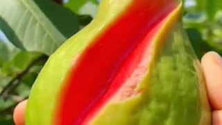 fresh and red guava fruit