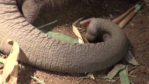 Lazy Baby Elephan Dok Rak Waking Up By The Herd During Nap Time - ElephantNews